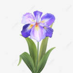 iris