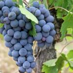 grapes, black, fruit