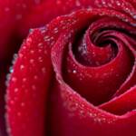 rose, flower, dew