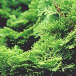 hinoki cypress, cypress, cypress tree